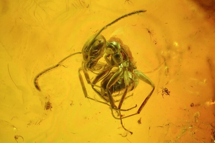 Fossil Ants, Spider & Flies In Baltic Amber #48244